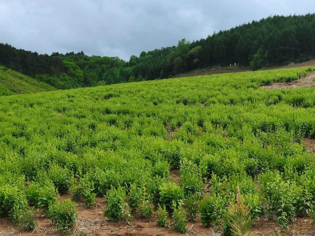 苍术的最新价格,关于苍术的最新价格，市场走势、影响因素及未来趋势分析