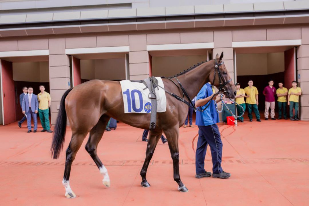 香港今晚开什么特马,香港今晚开什么特马，探索赛马运动的魅力与精彩